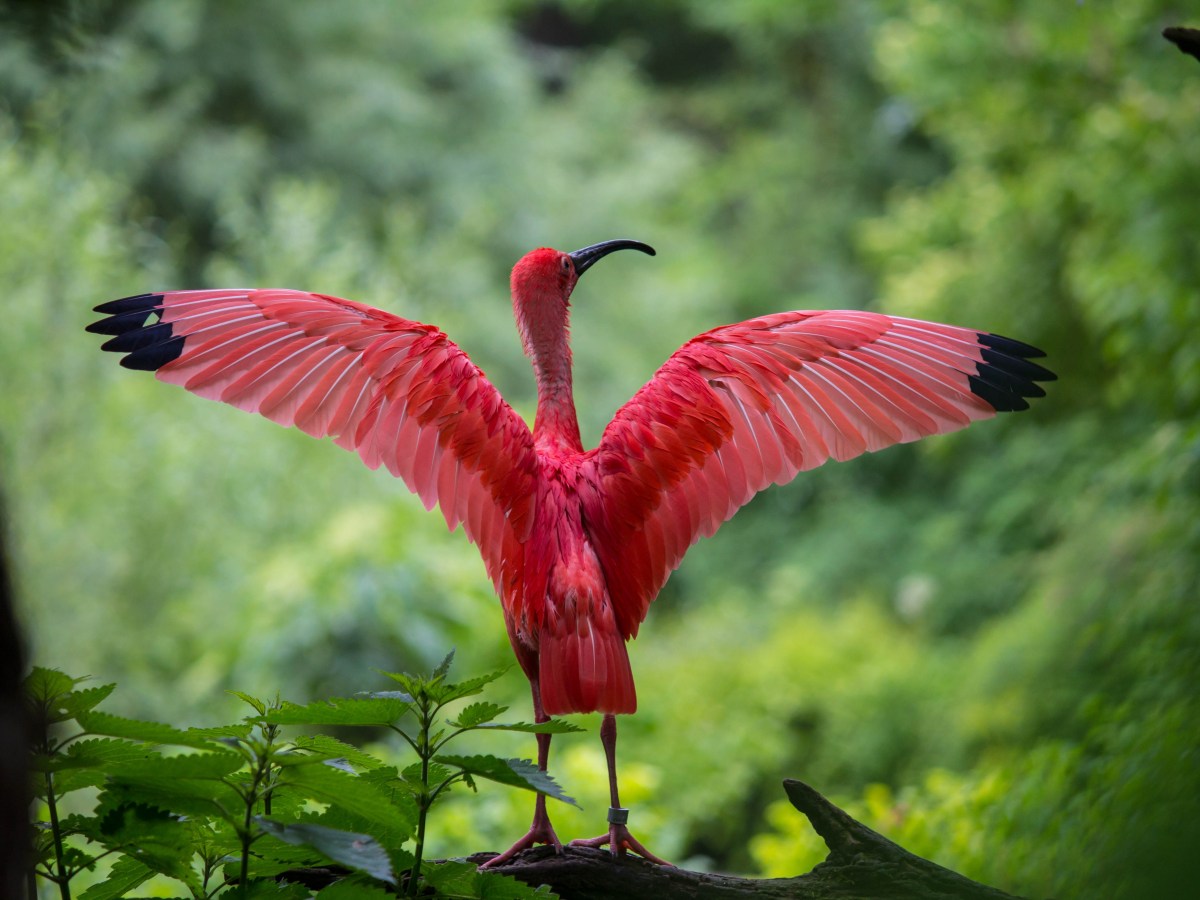 Four Great Donate Buttons for Wildlife&nbsp;Charities